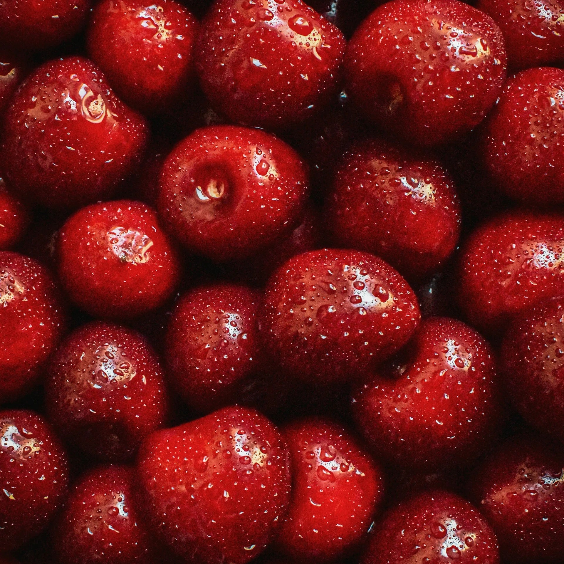 Close-up of red berries with a glossy texture