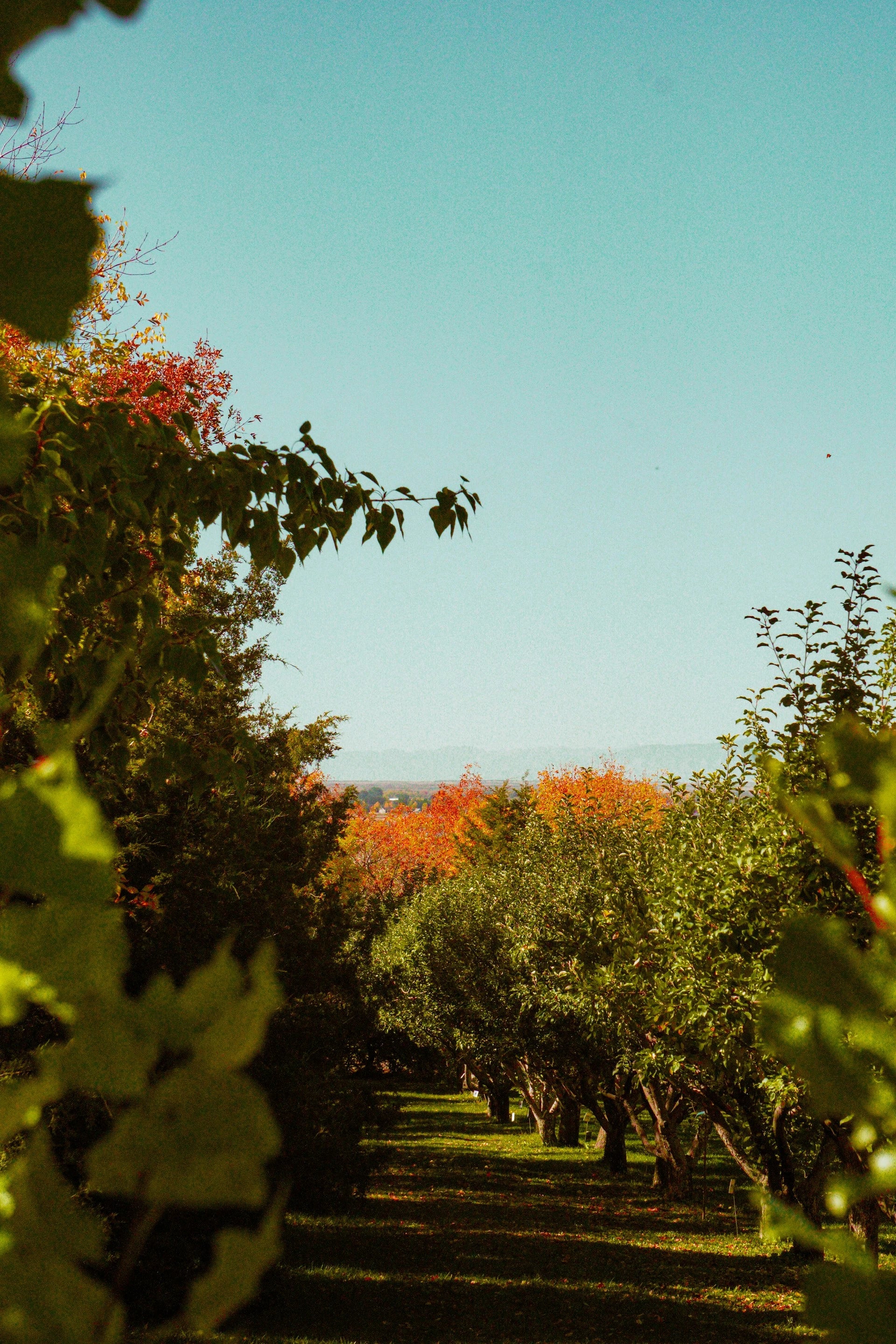 A scenic view of an orchard pathway lined with green and orange trees under a clear blue sky, framed by blurred green leaves in the foreground.