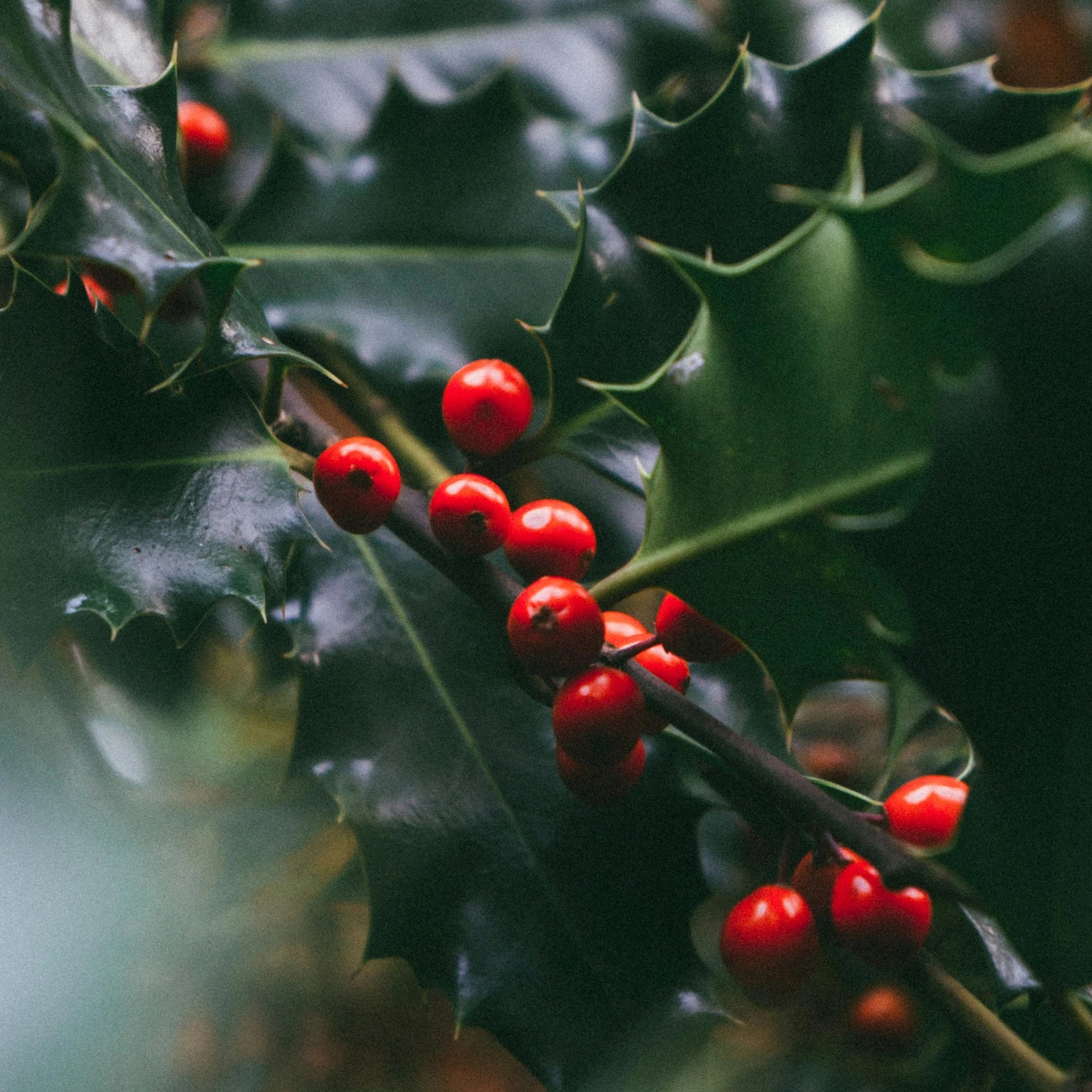 Close-up of red berries on green holly leaves