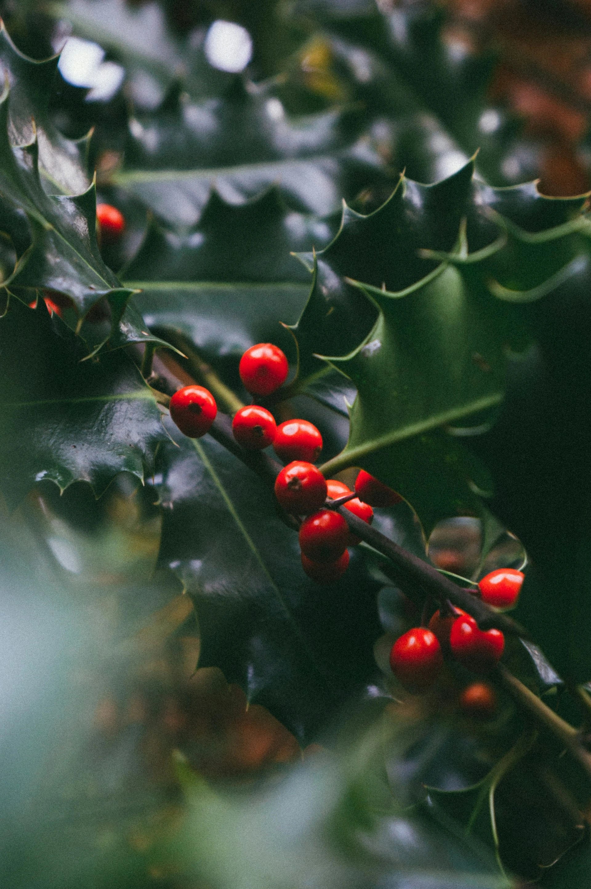 Close-up of red berries on green holly leaves
