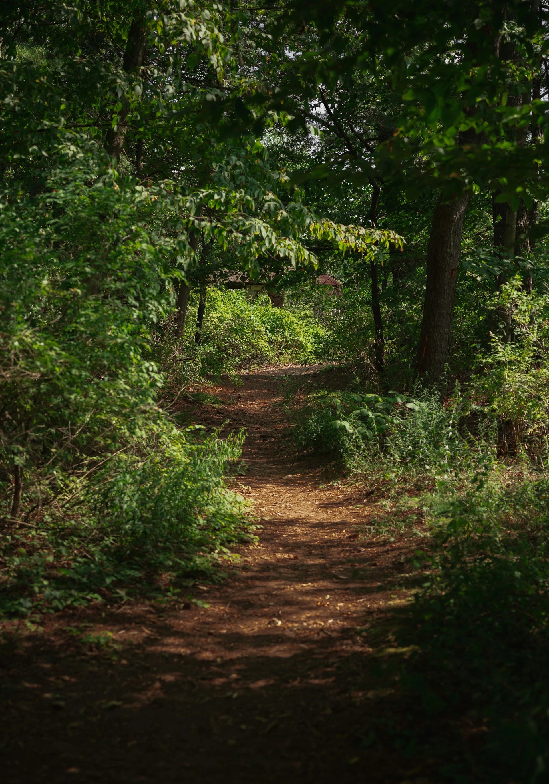 Winding path through a dense forest with sunlight filtering through the trees.