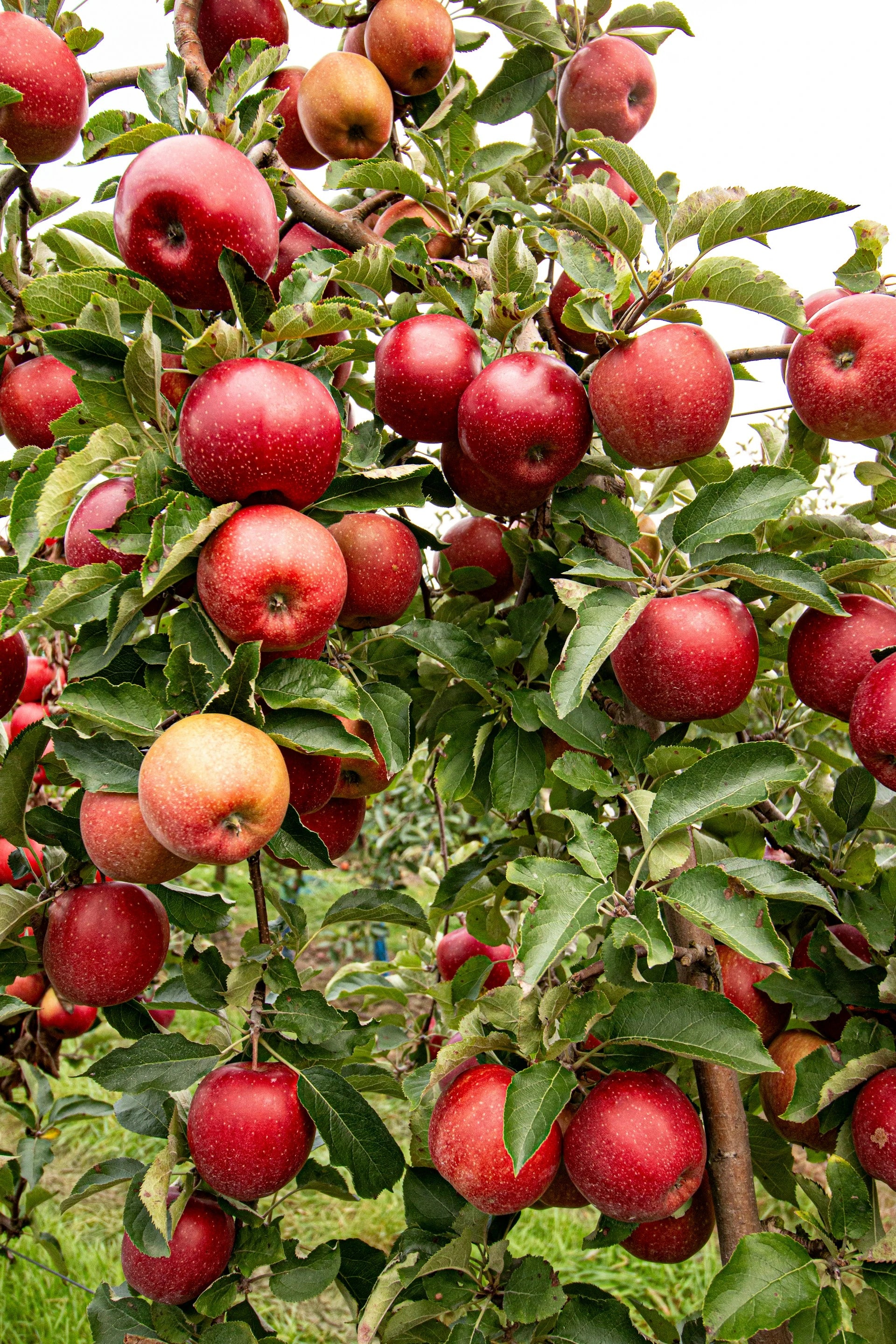 Apples hanging from a tree in an orchard