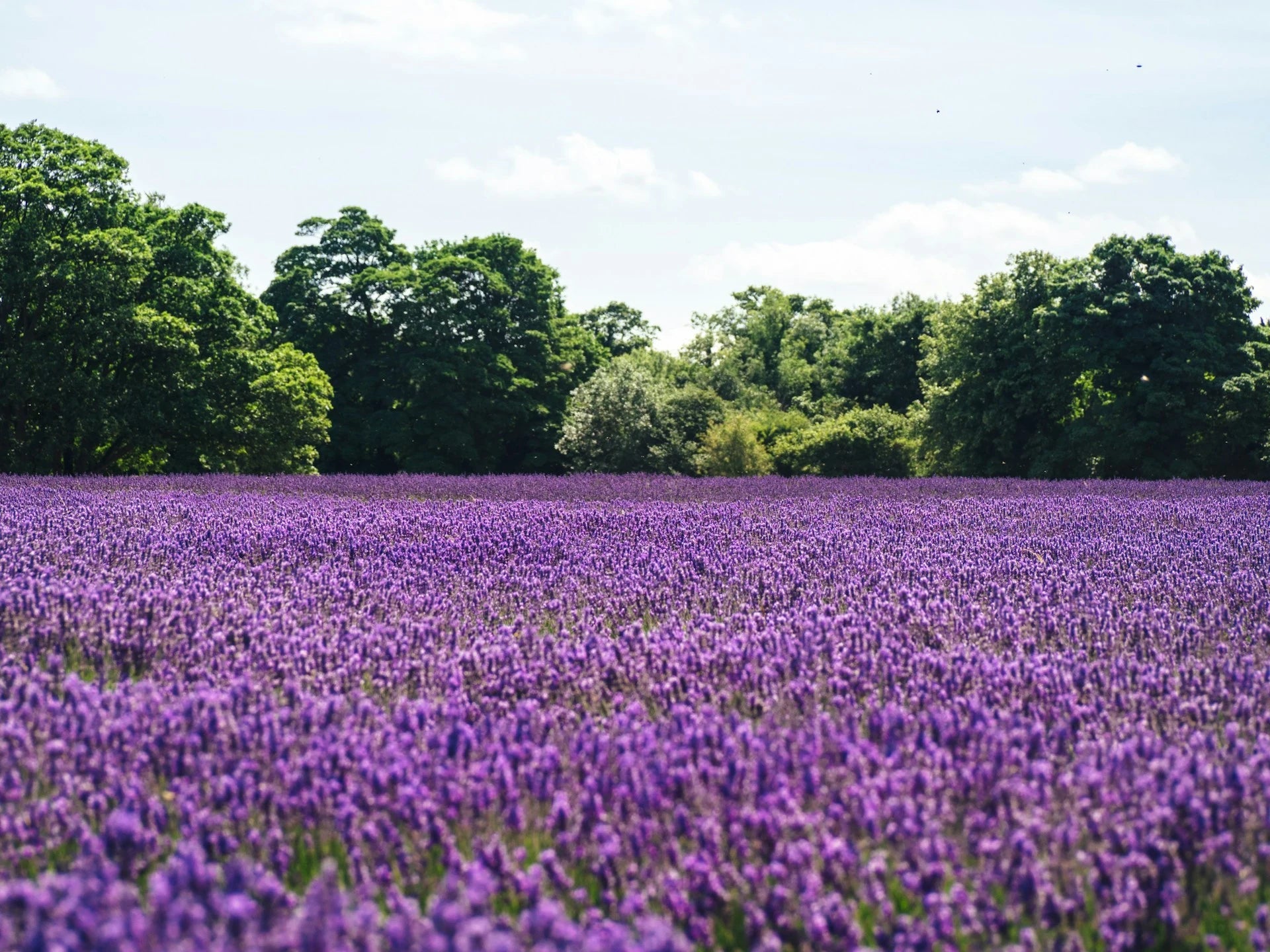 Field of purple flowers with green trees in the background