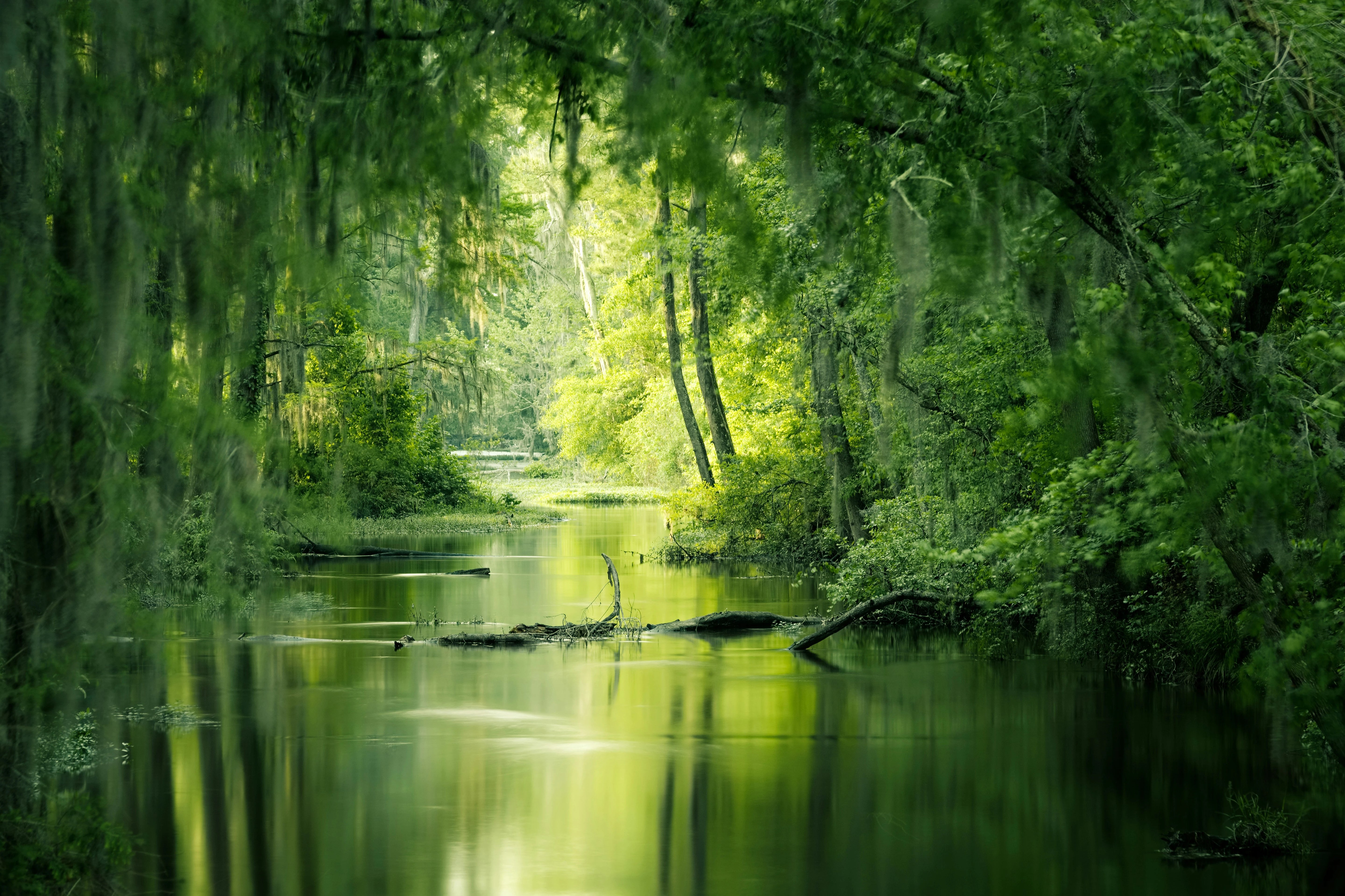 Serene forest scene with a calm stream and lush greenery