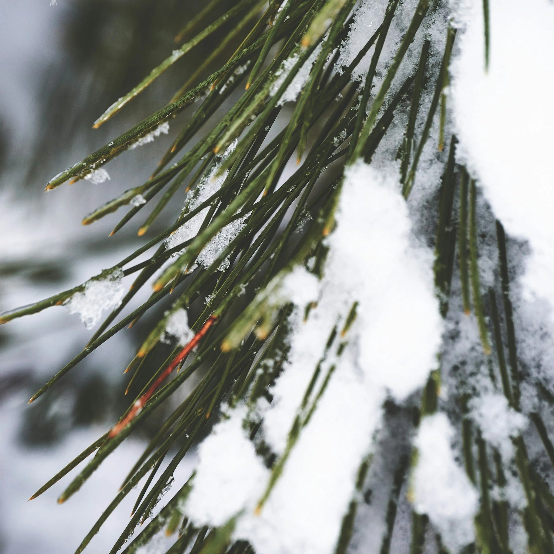 Close-up of pine needles with snow on a blurred natural background