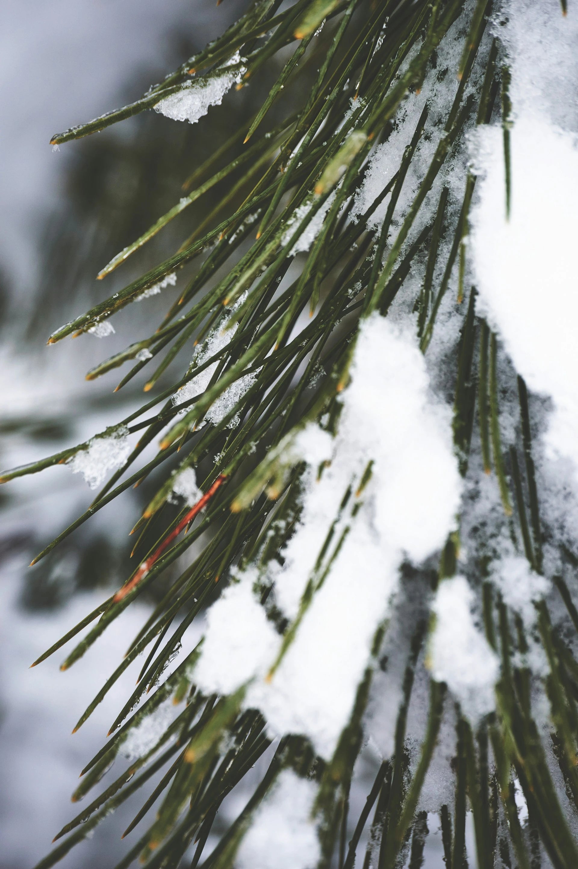 Close-up of pine needles with snow on a blurred natural background